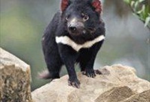 Tasmanian Devils
